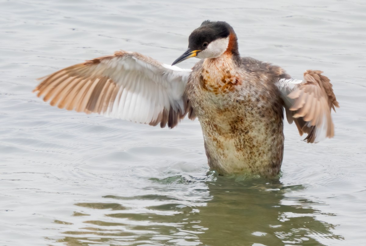 Red-necked Grebe - ML619964904