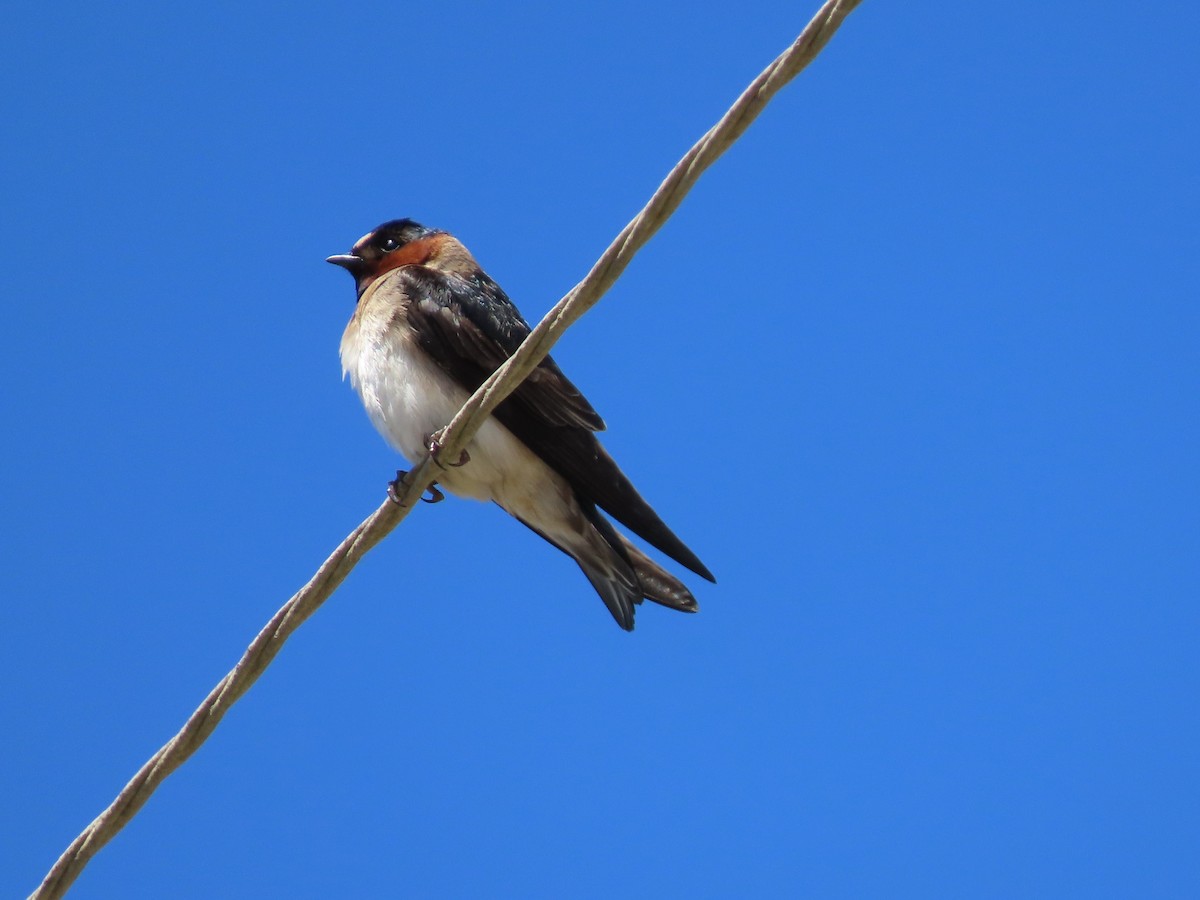 Cliff Swallow - ML619964906