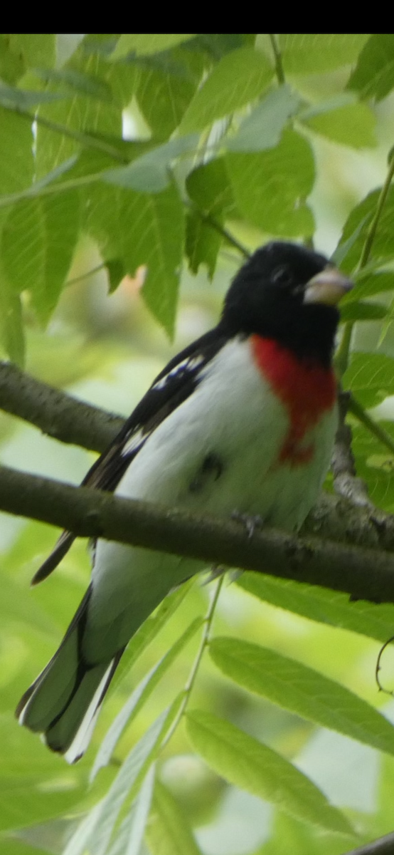 Rose-breasted Grosbeak - ML619964911