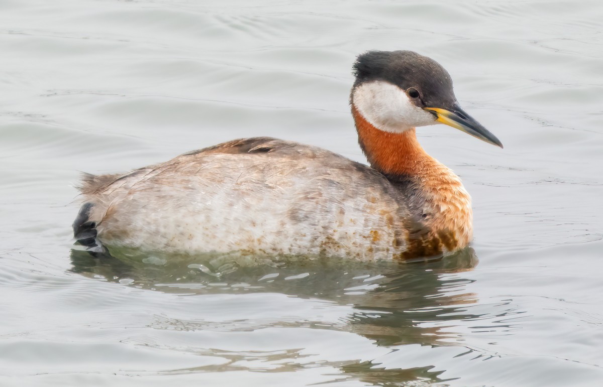Red-necked Grebe - ML619964916