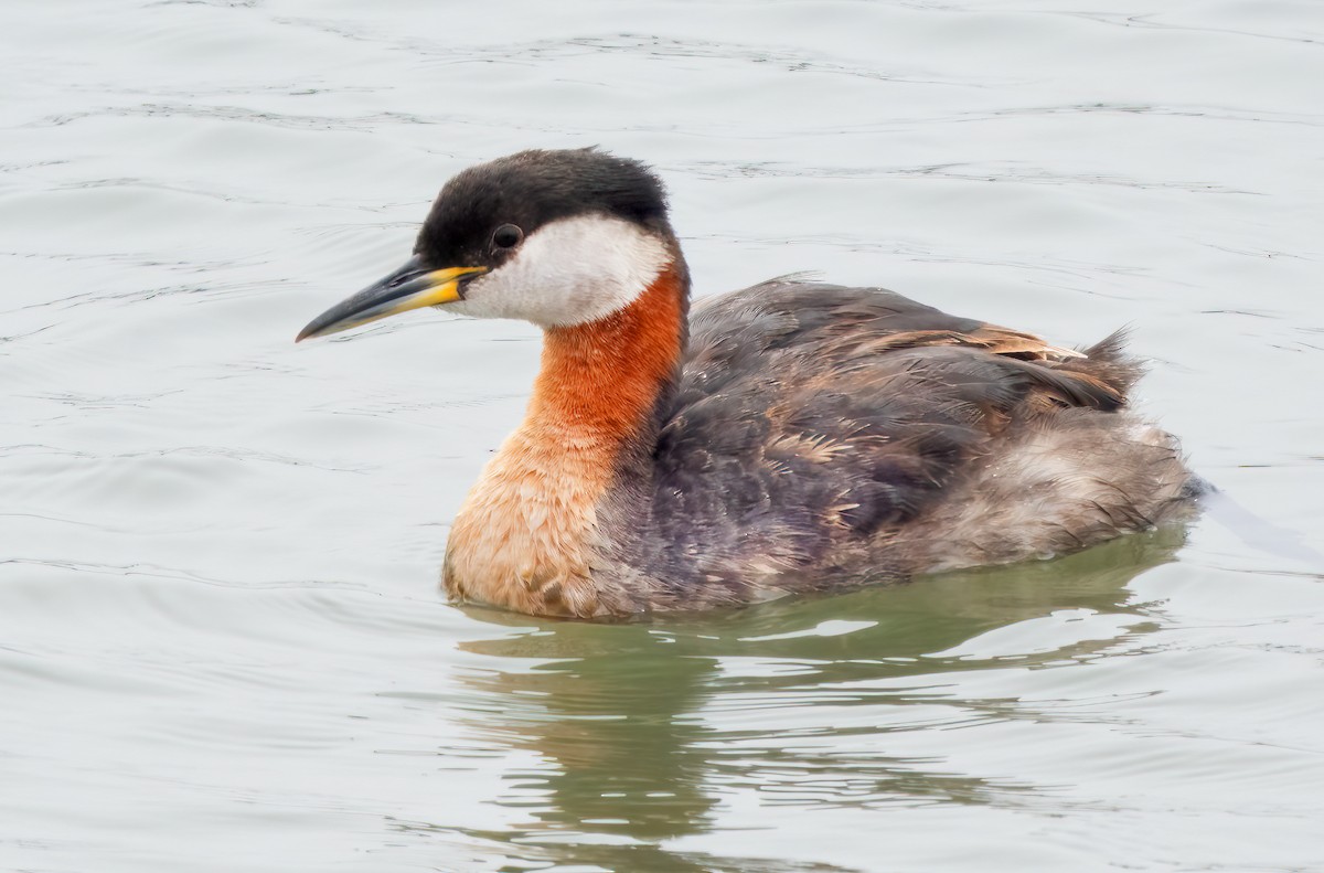 Red-necked Grebe - ML619964917