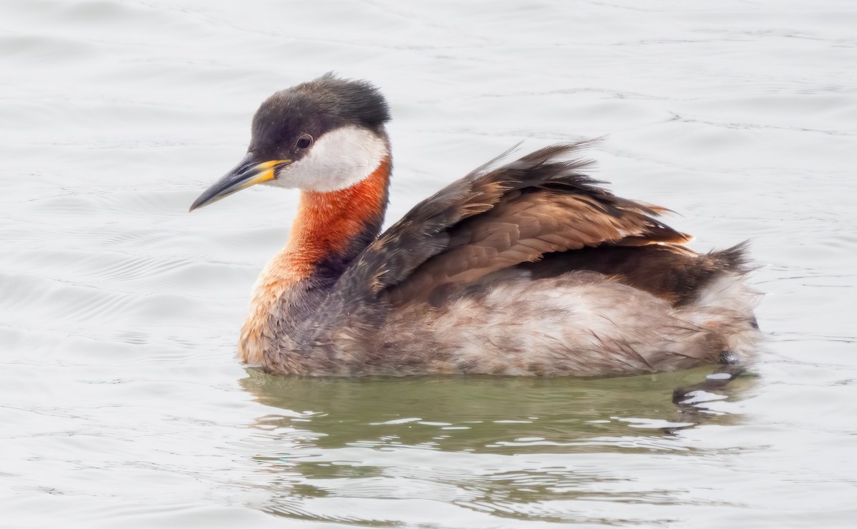 Red-necked Grebe - ML619964918