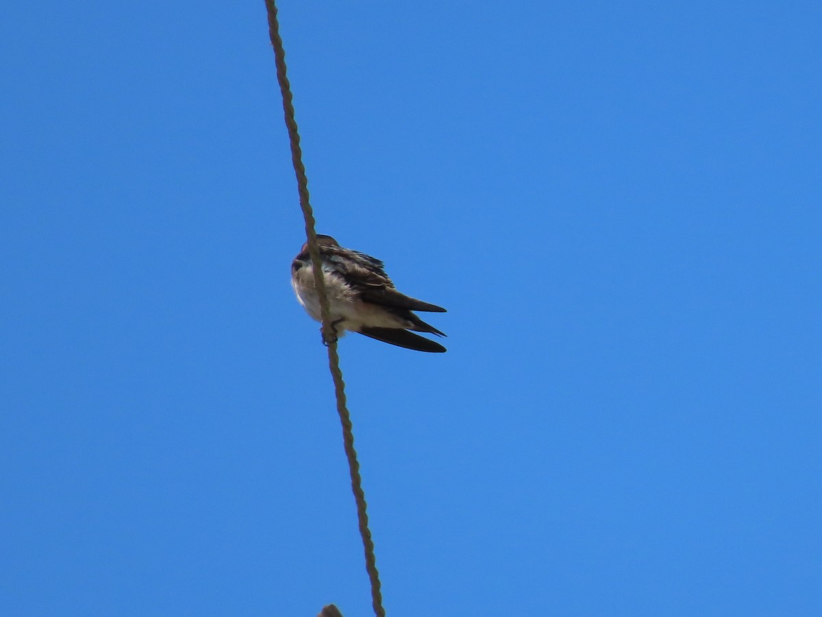 Cliff Swallow - ML619964923