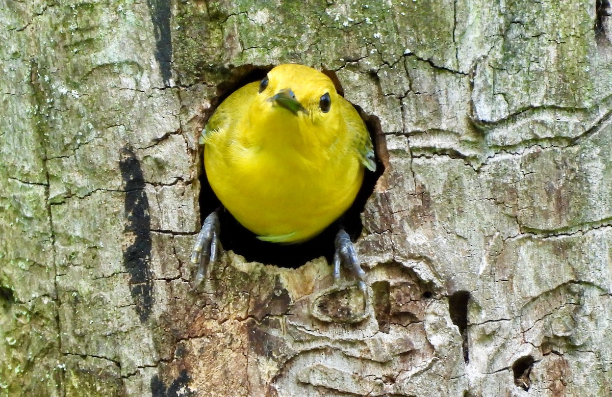 Prothonotary Warbler - ML619964927
