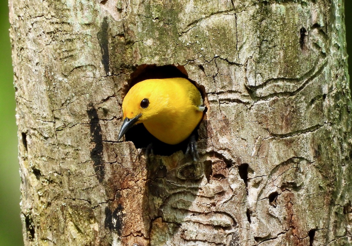 Prothonotary Warbler - ML619964928