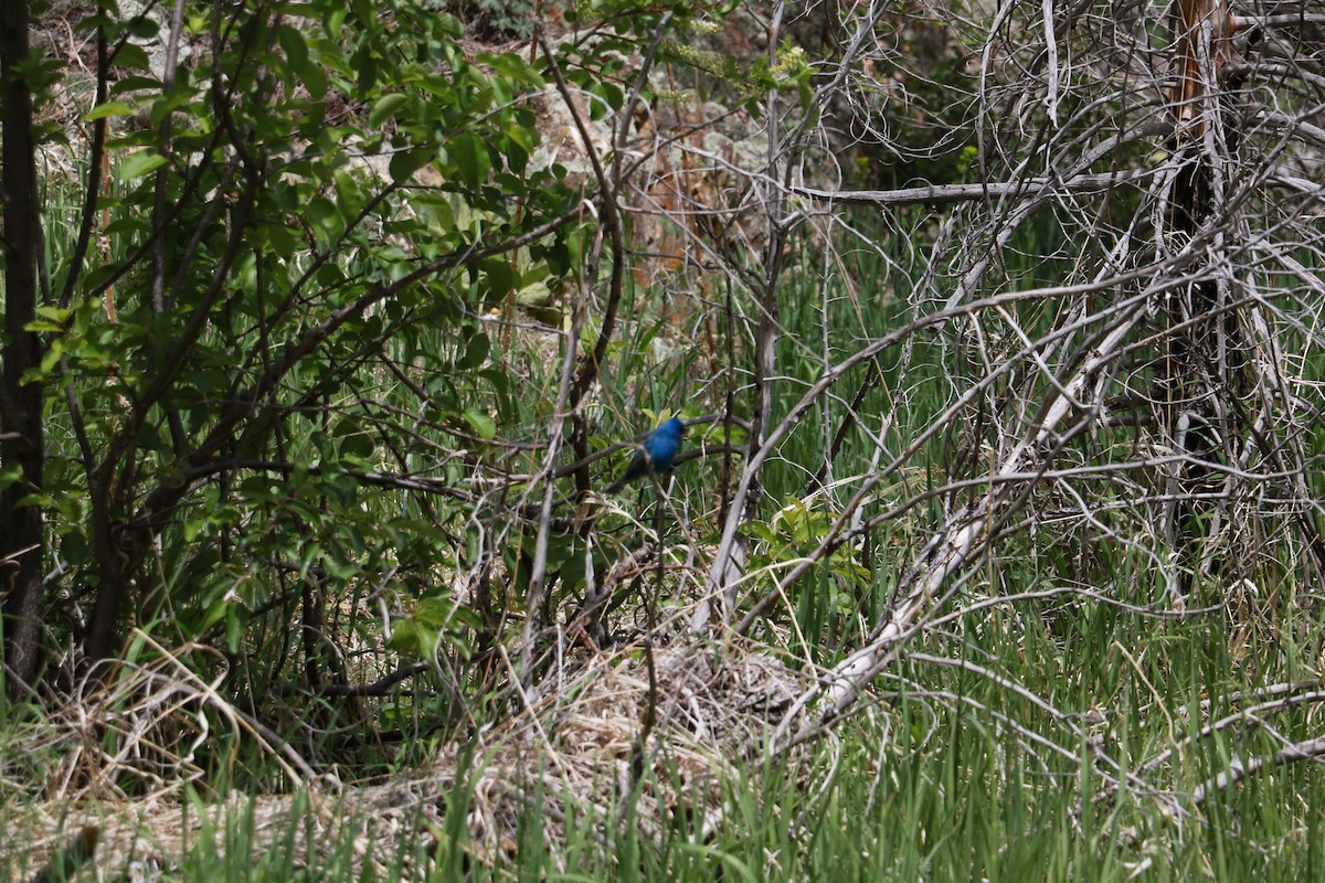 Indigo Bunting - ML619964941