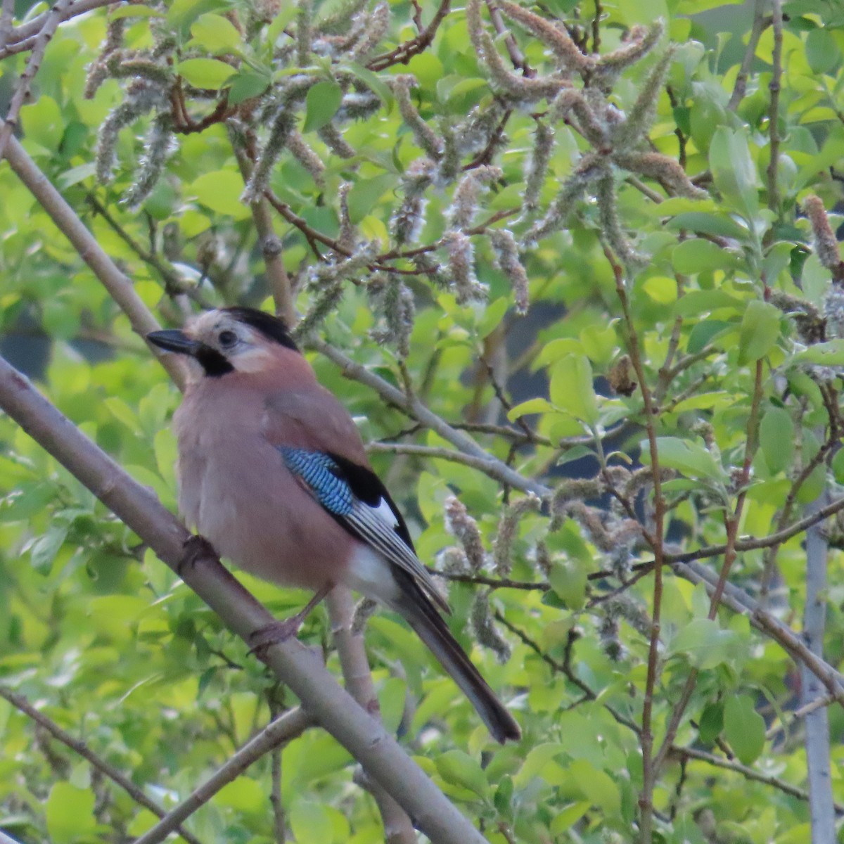 Eurasian Jay (Black-capped) - Mackenzie Goldthwait