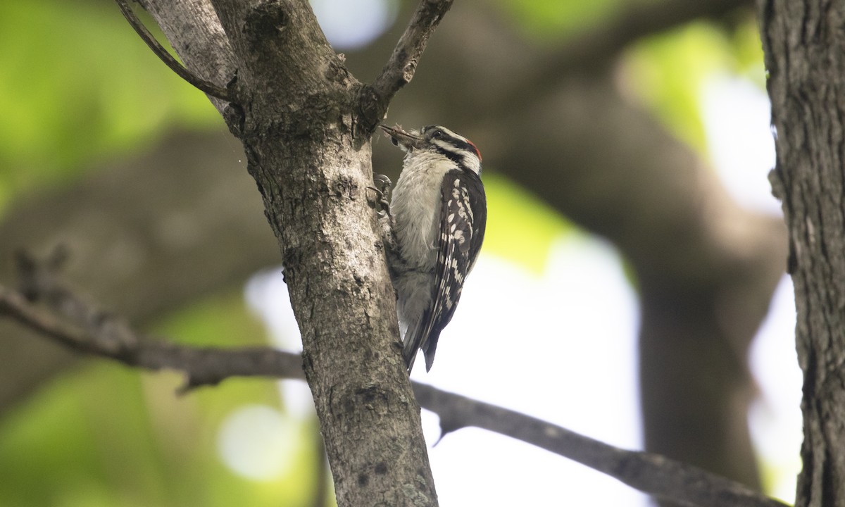 Downy Woodpecker (Eastern) - ML619964970