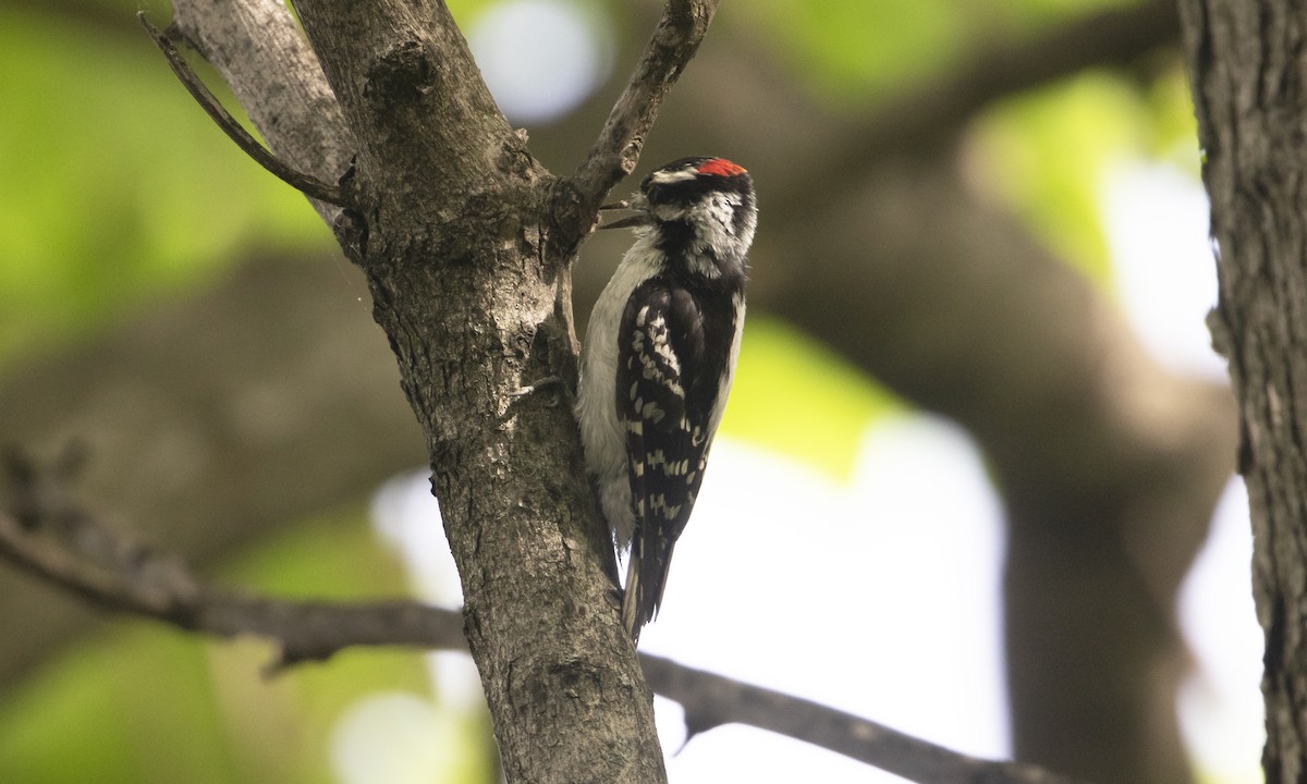 Downy Woodpecker (Eastern) - ML619964971