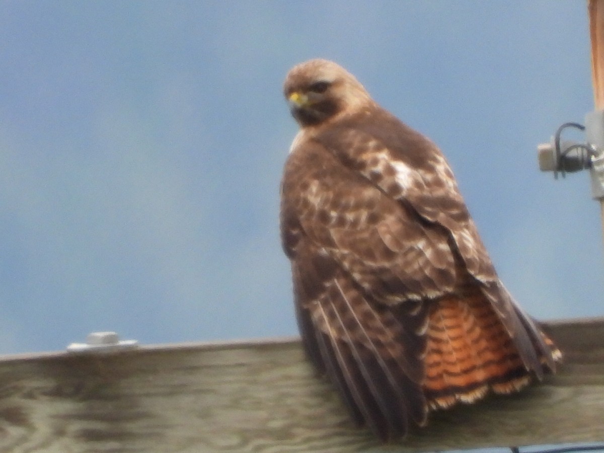 Red-tailed Hawk - ML619964999