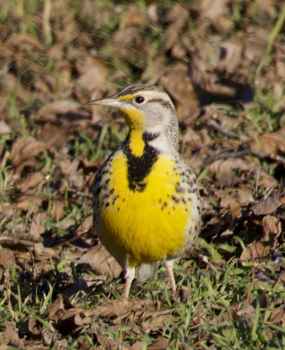 Western Meadowlark - ML619965010