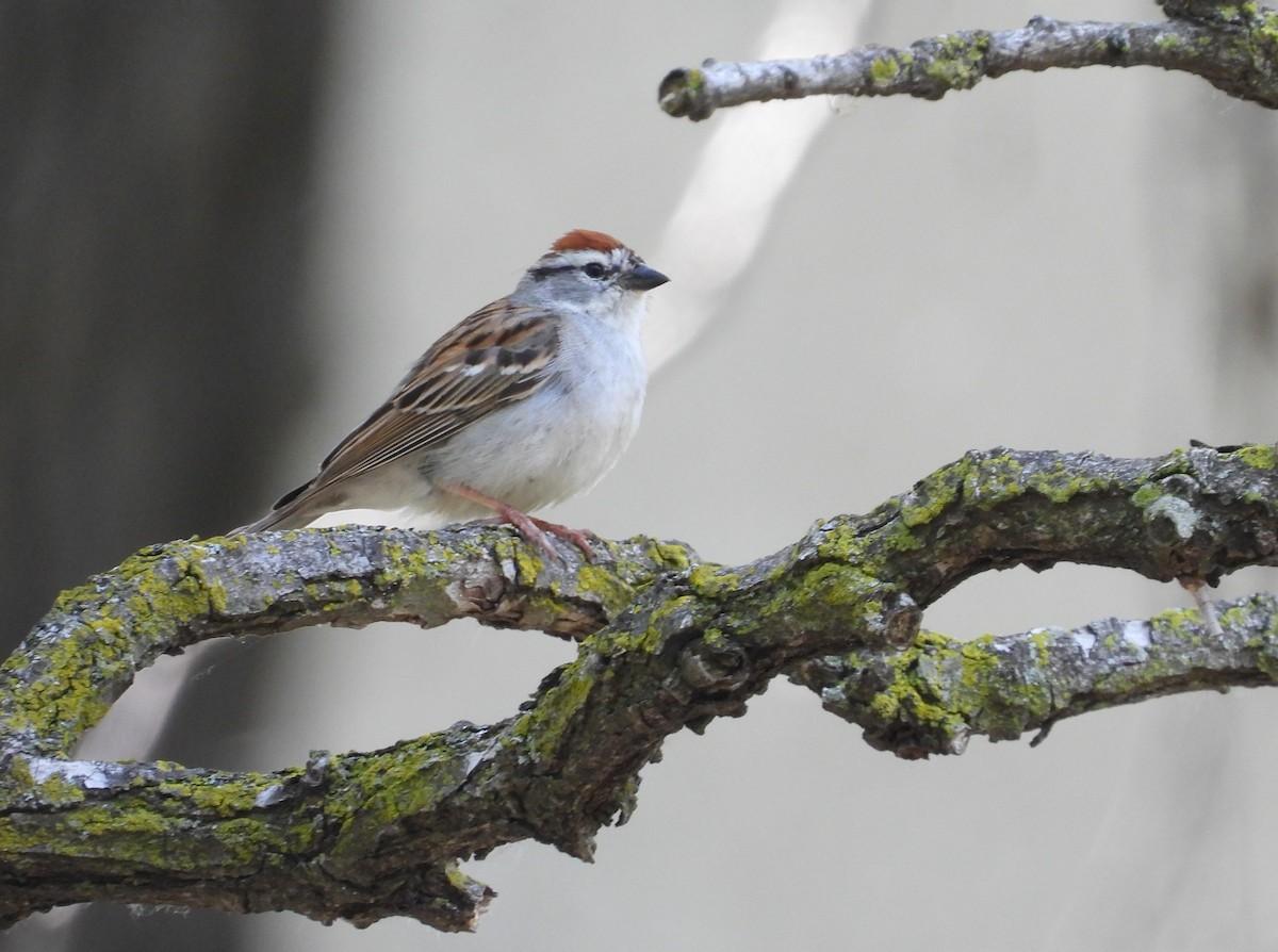 Chipping Sparrow - ML619965012