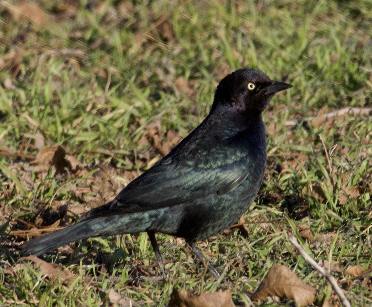 Brewer's Blackbird - Justin Swain