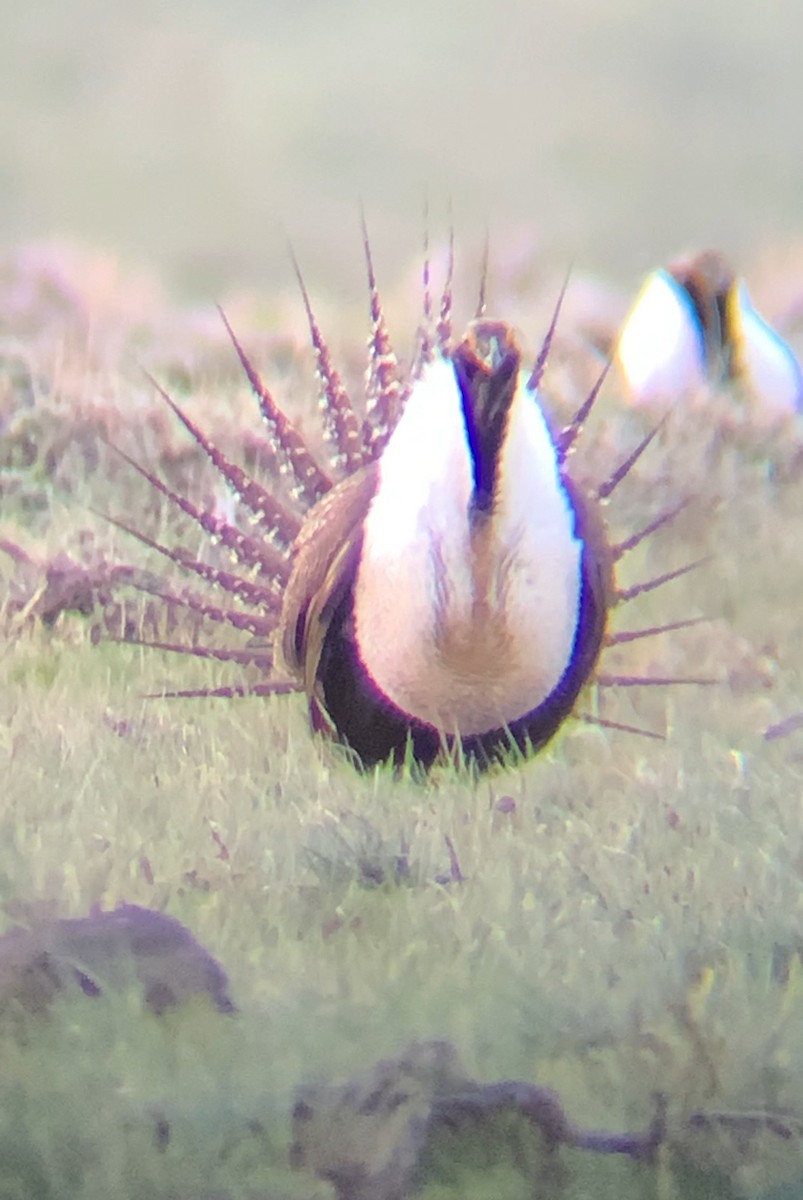 Greater Sage-Grouse - ML619965031
