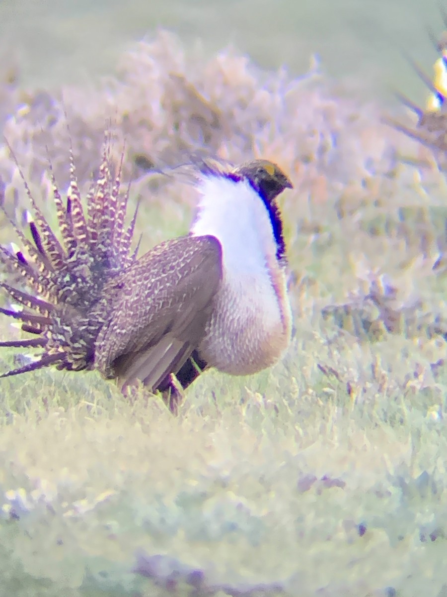 Greater Sage-Grouse - ML619965033