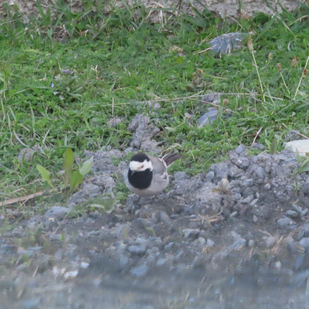 White Wagtail (White-faced) - ML619965035