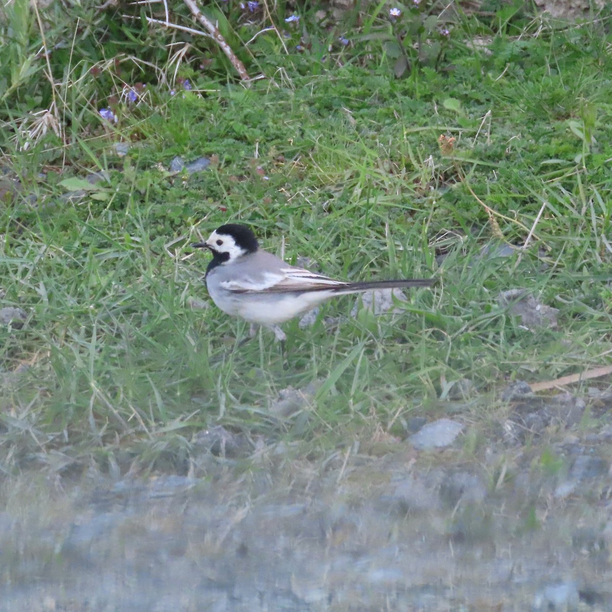 White Wagtail (White-faced) - ML619965036
