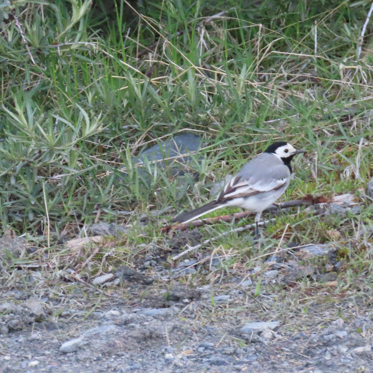 White Wagtail (White-faced) - ML619965037