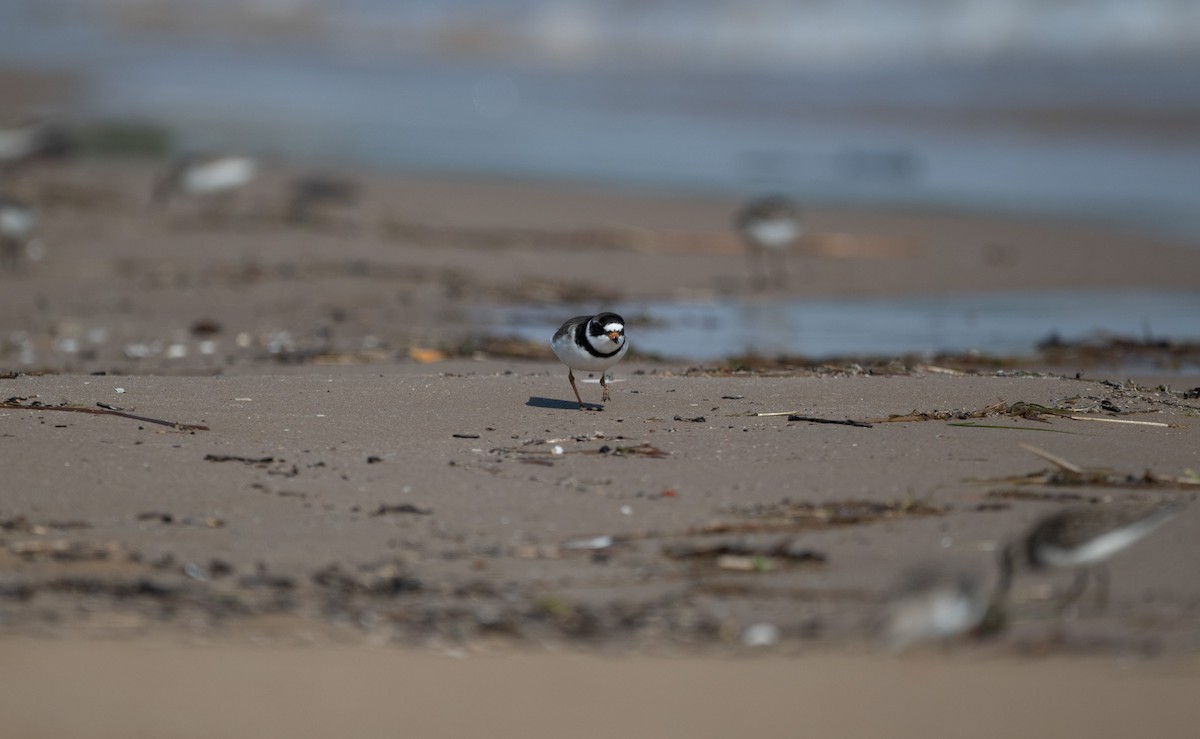 Semipalmated Plover - ML619965050