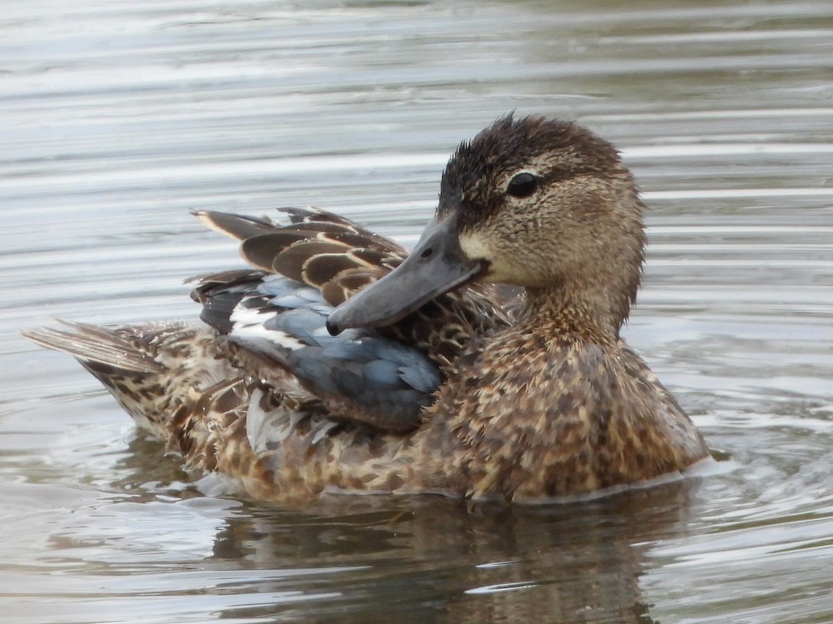 Blue-winged Teal - ML619965053