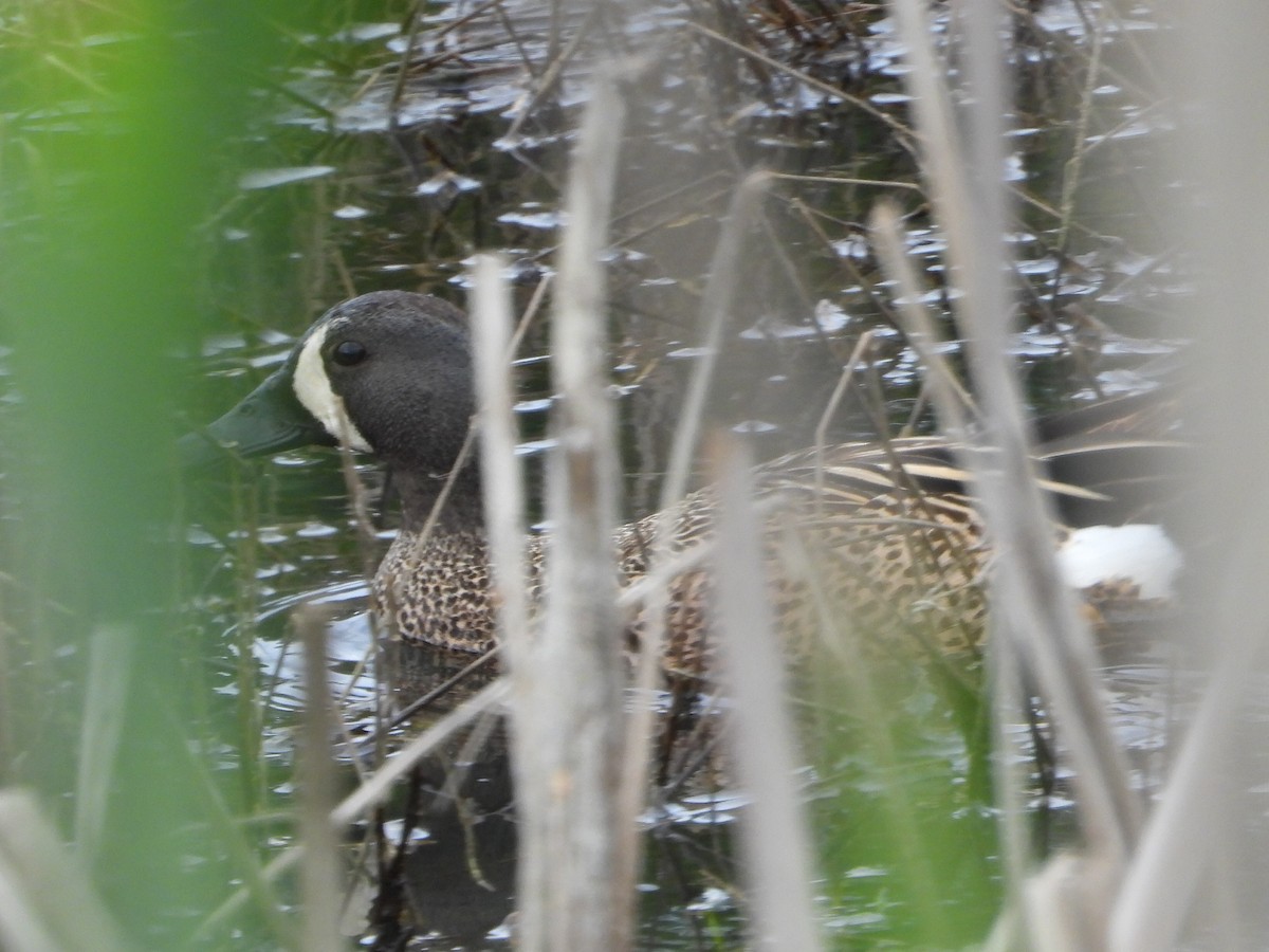 Blue-winged Teal - ML619965054