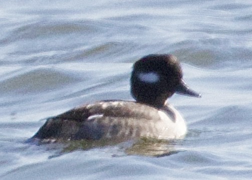 Bufflehead - ML619965060