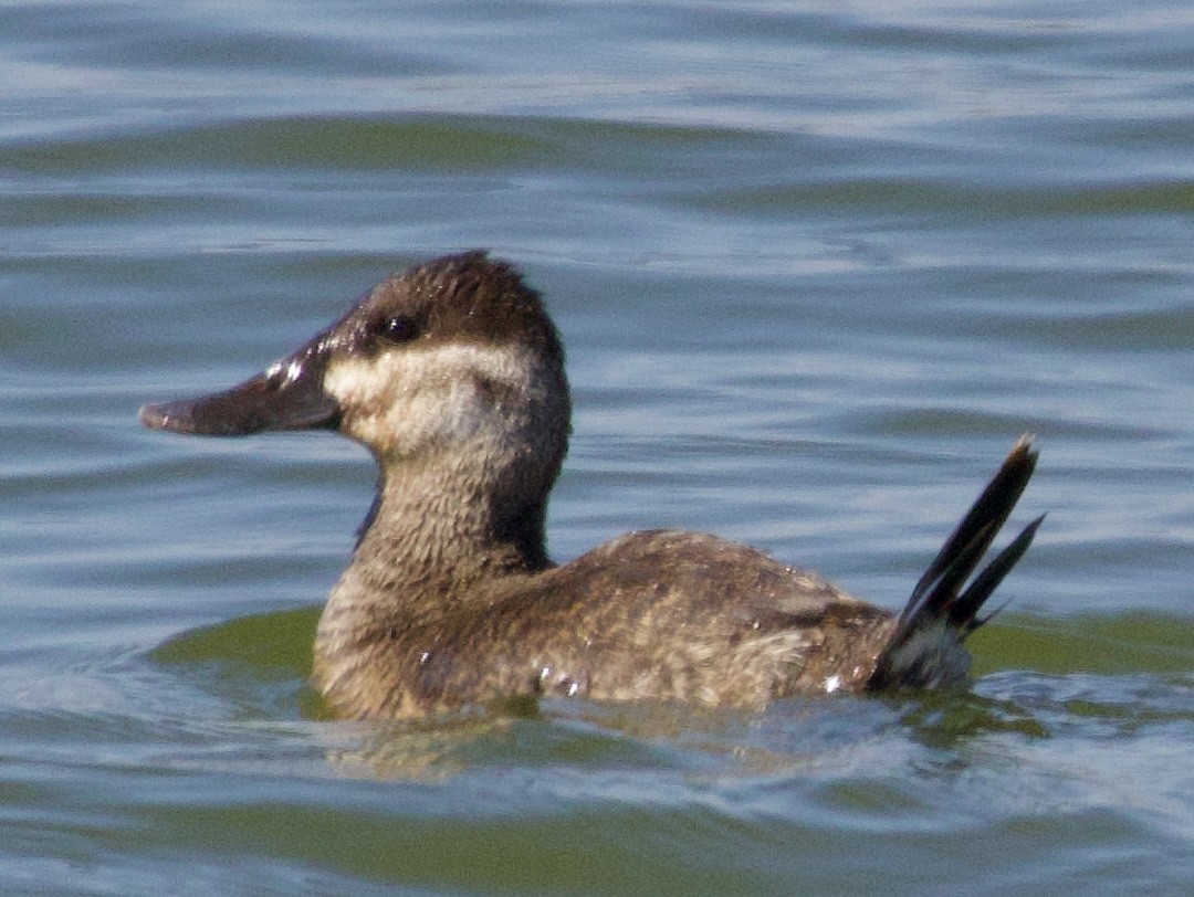 Érismature rousse - ML619965064