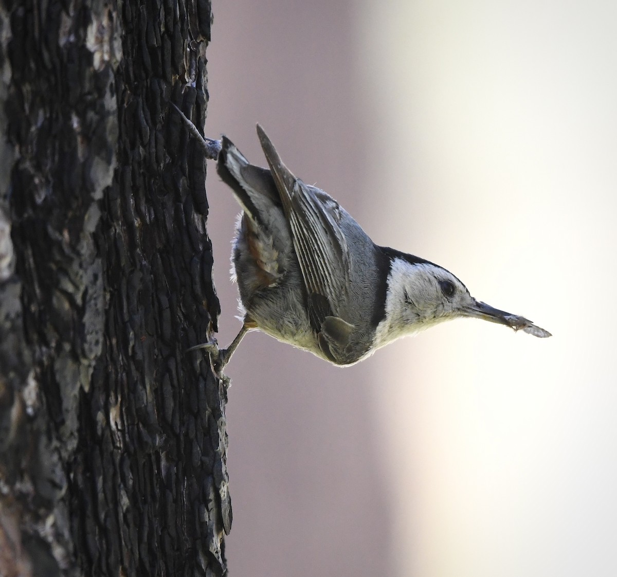 White-breasted Nuthatch - ML619965066