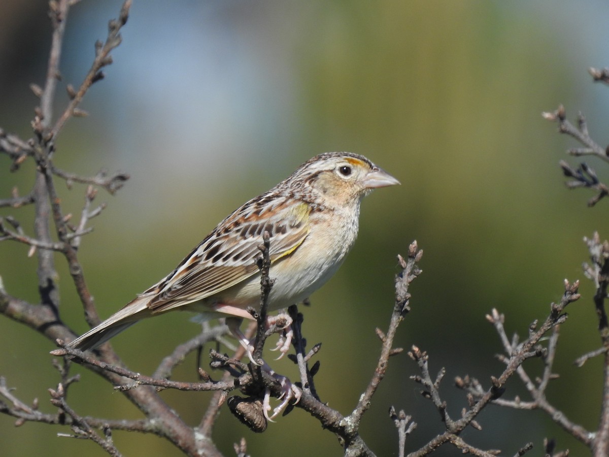 Grasshopper Sparrow - ML619965067