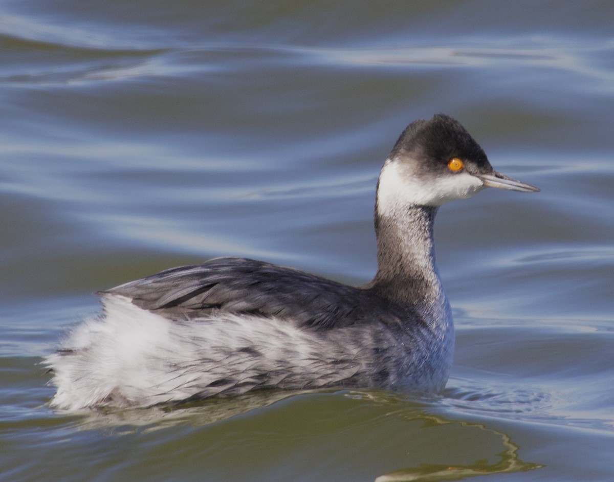 Eared Grebe - ML619965078