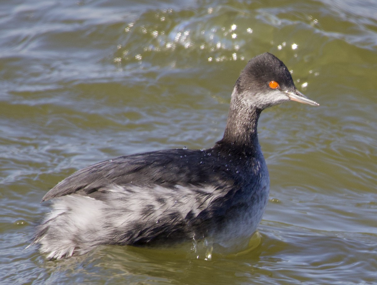 Eared Grebe - ML619965079