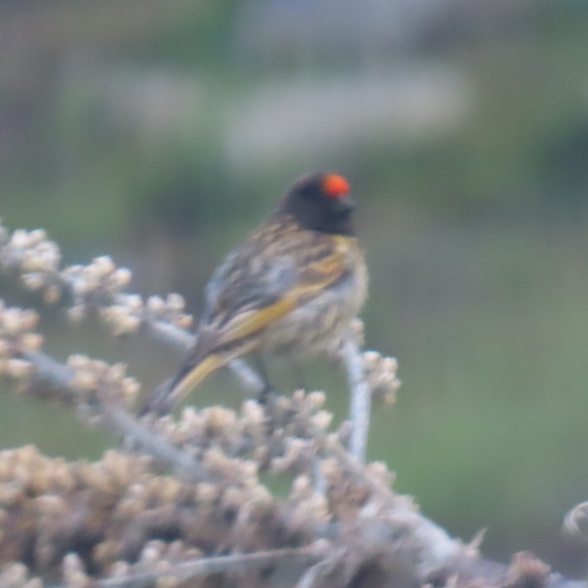 Fire-fronted Serin - ML619965089