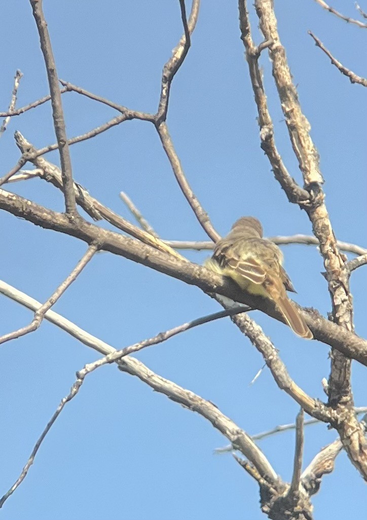 Ash-throated Flycatcher - ML619965090