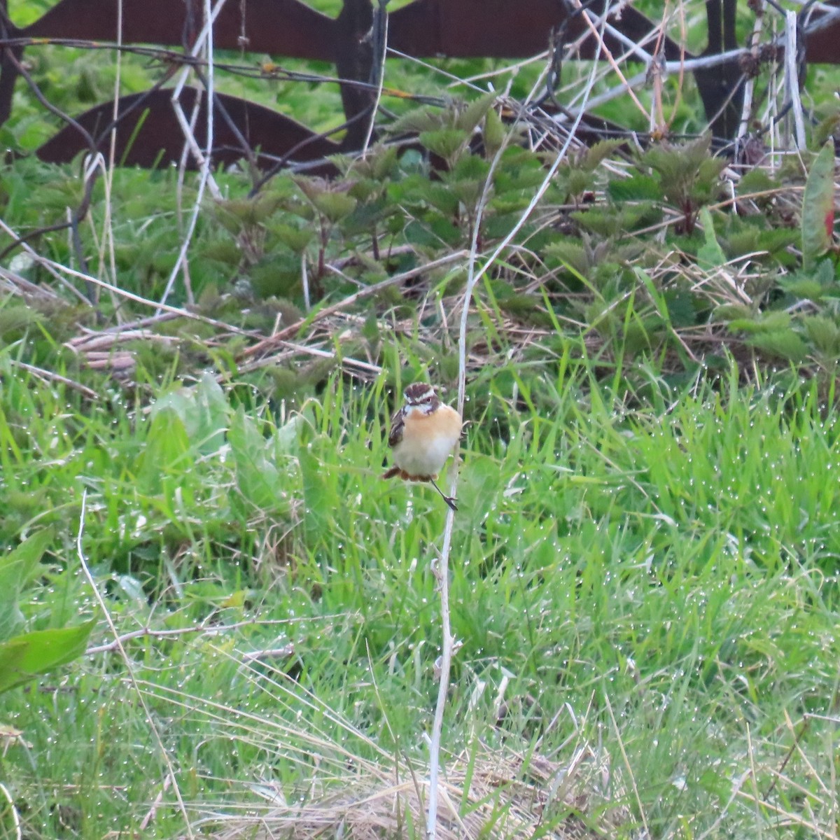 Whinchat - ML619965091