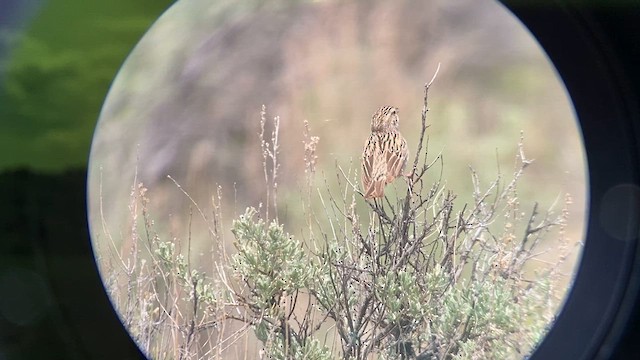 Brewer's Sparrow - ML619965120