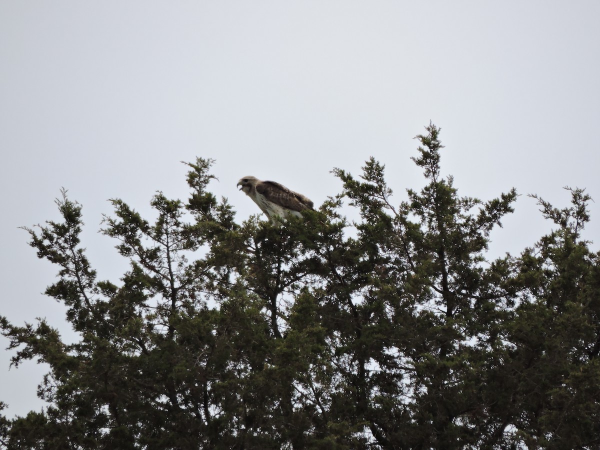 Red-tailed Hawk - ML619965121