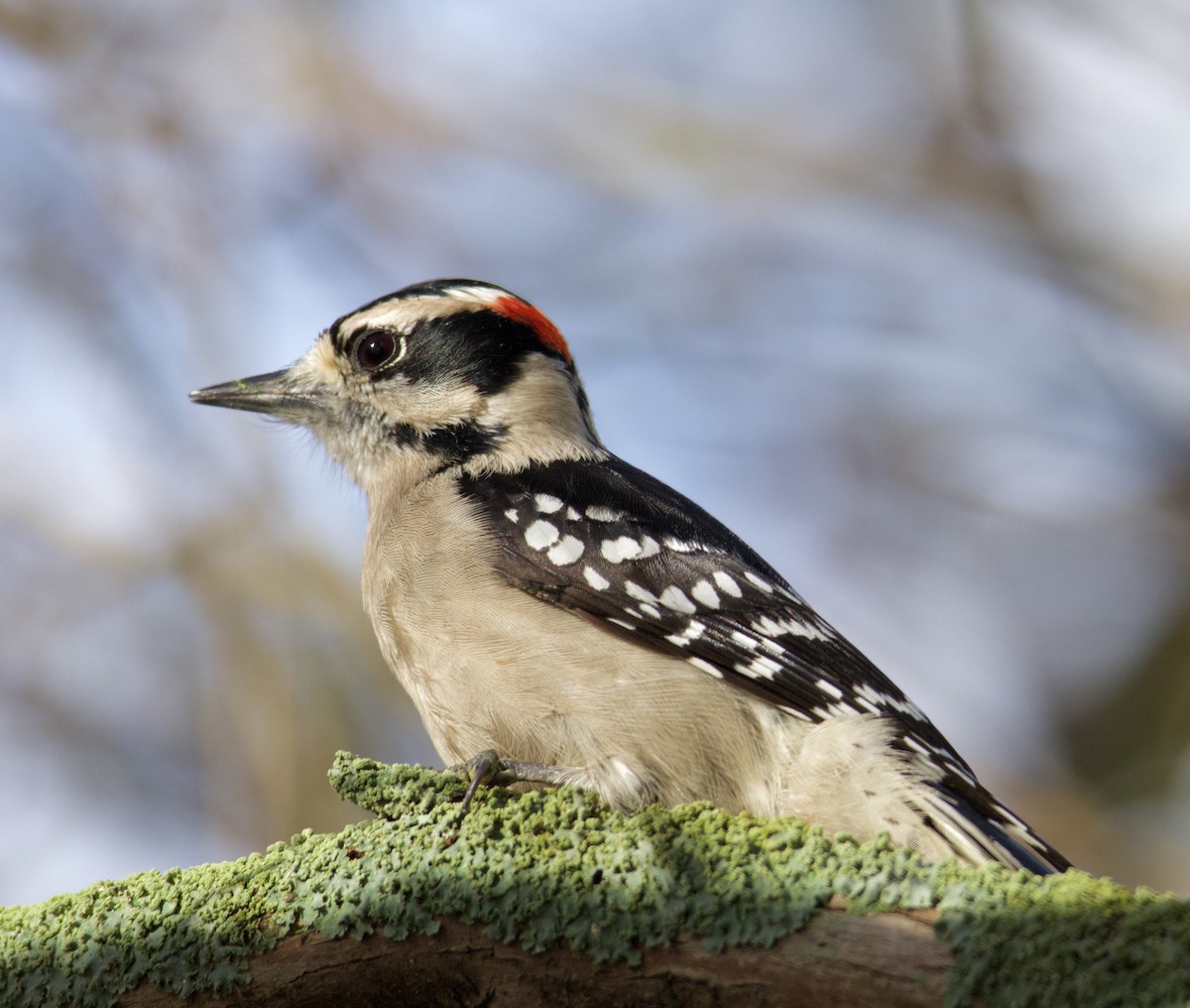 Downy Woodpecker - ML619965132