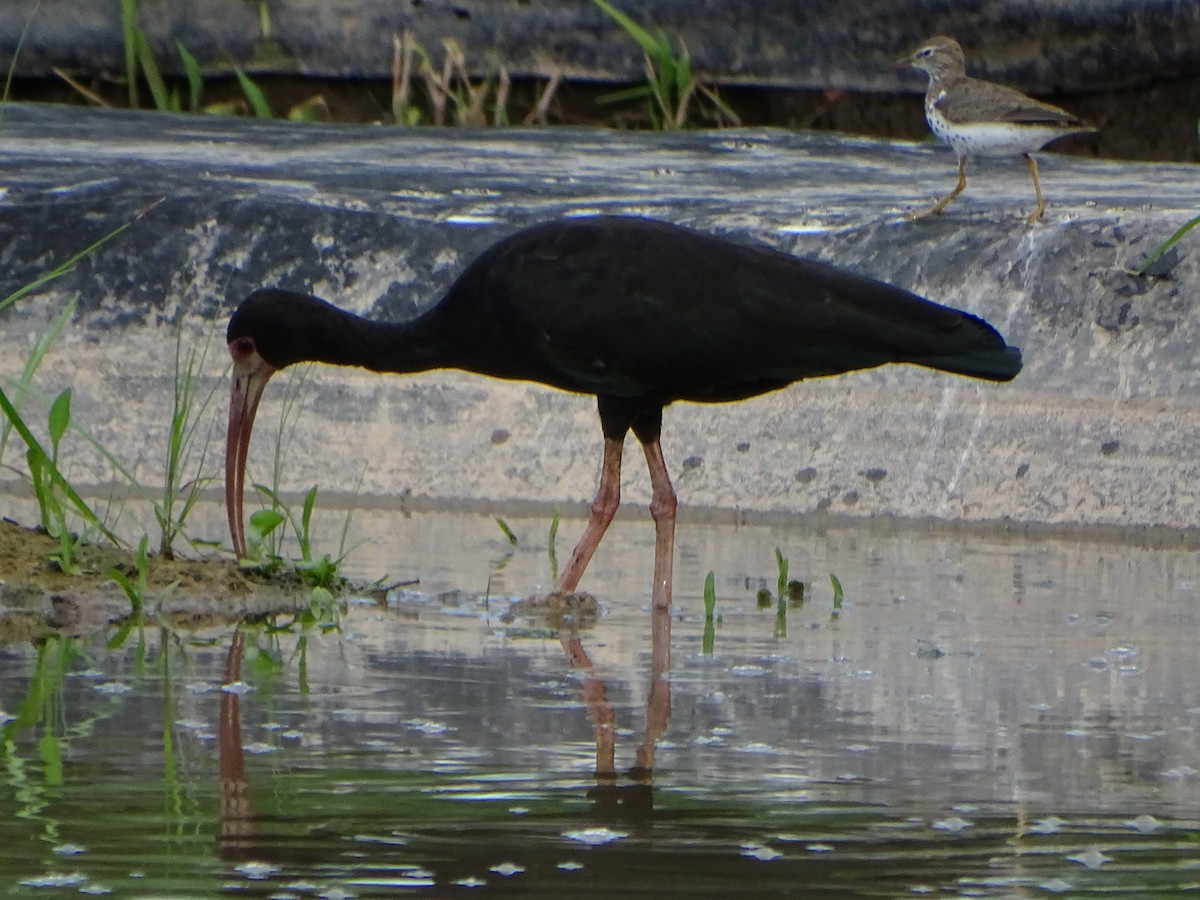 ibis tmavý - ML619965140