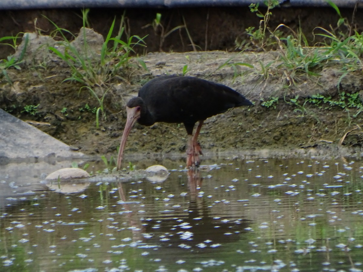 ibis tmavý - ML619965150