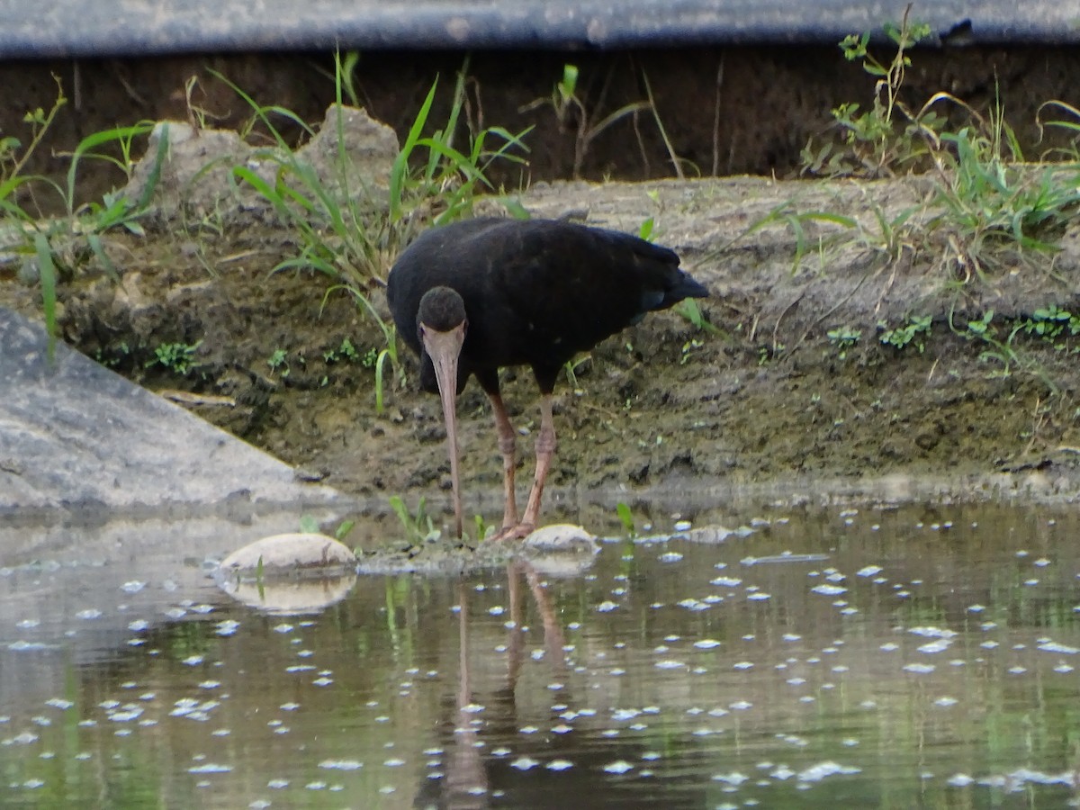 ibis tmavý - ML619965151
