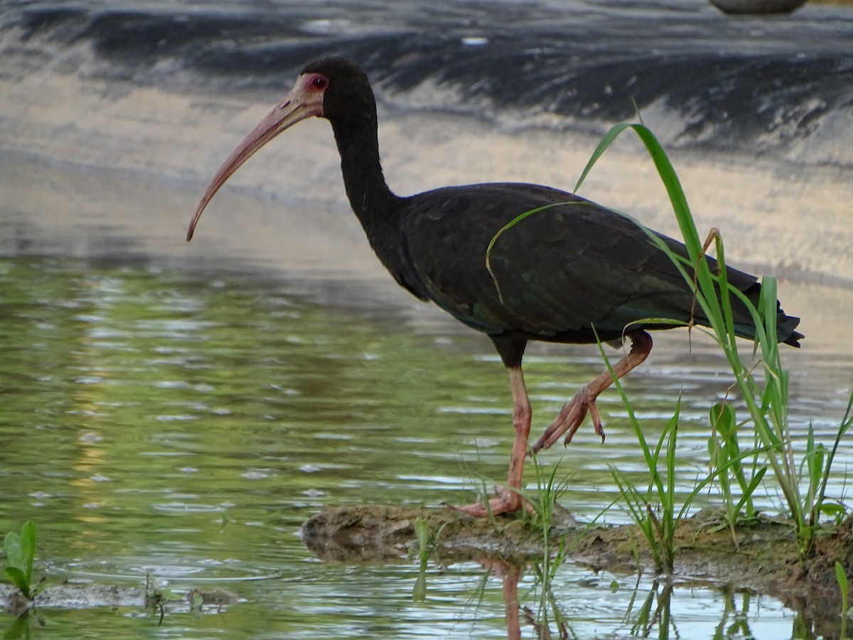 ibis tmavý - ML619965154