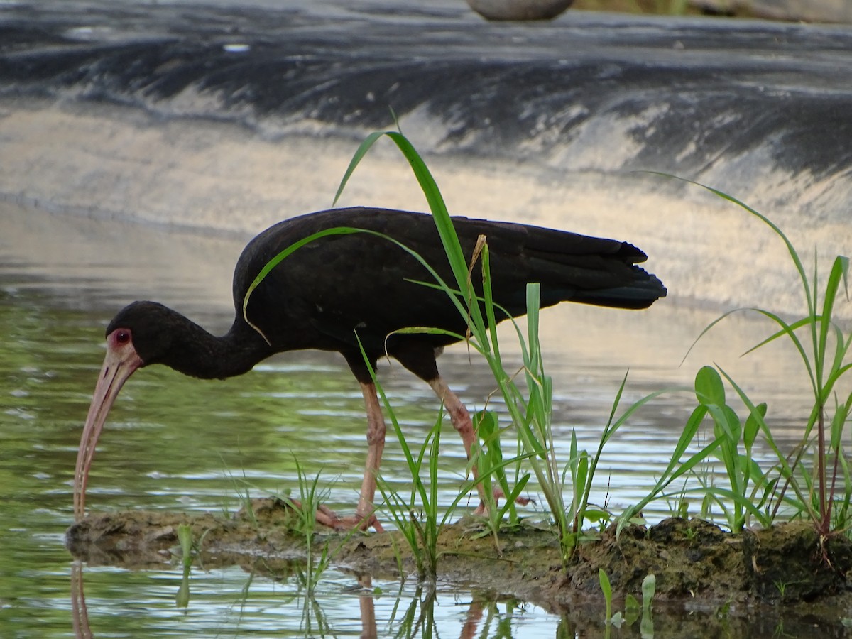 ibis tmavý - ML619965156