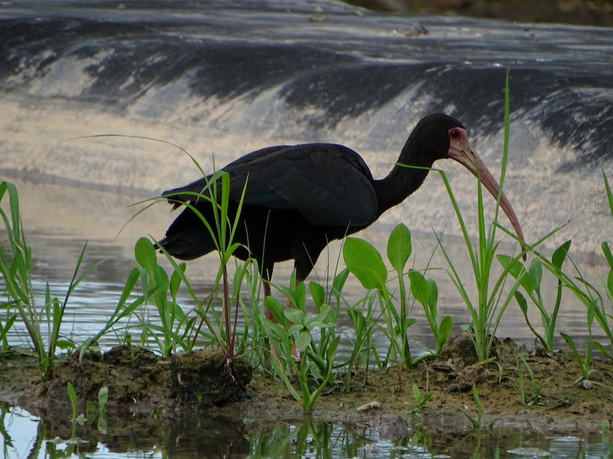 ibis tmavý - ML619965162