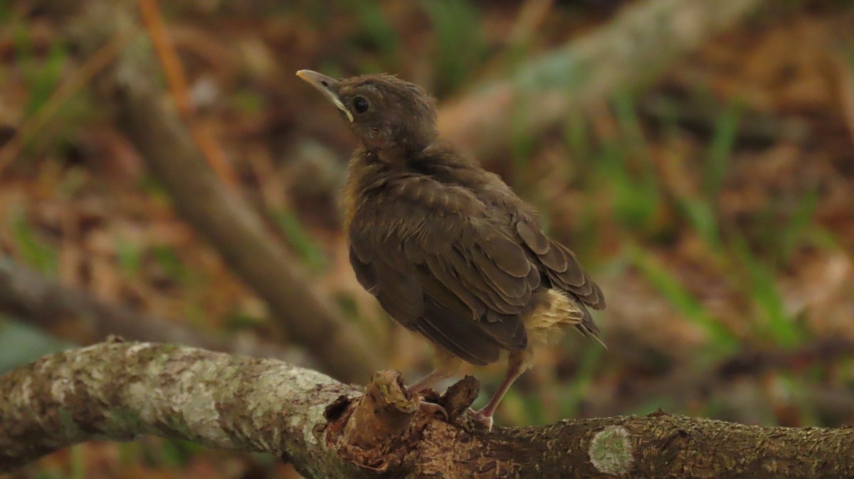 Clay-colored Thrush - Oliver  Komar