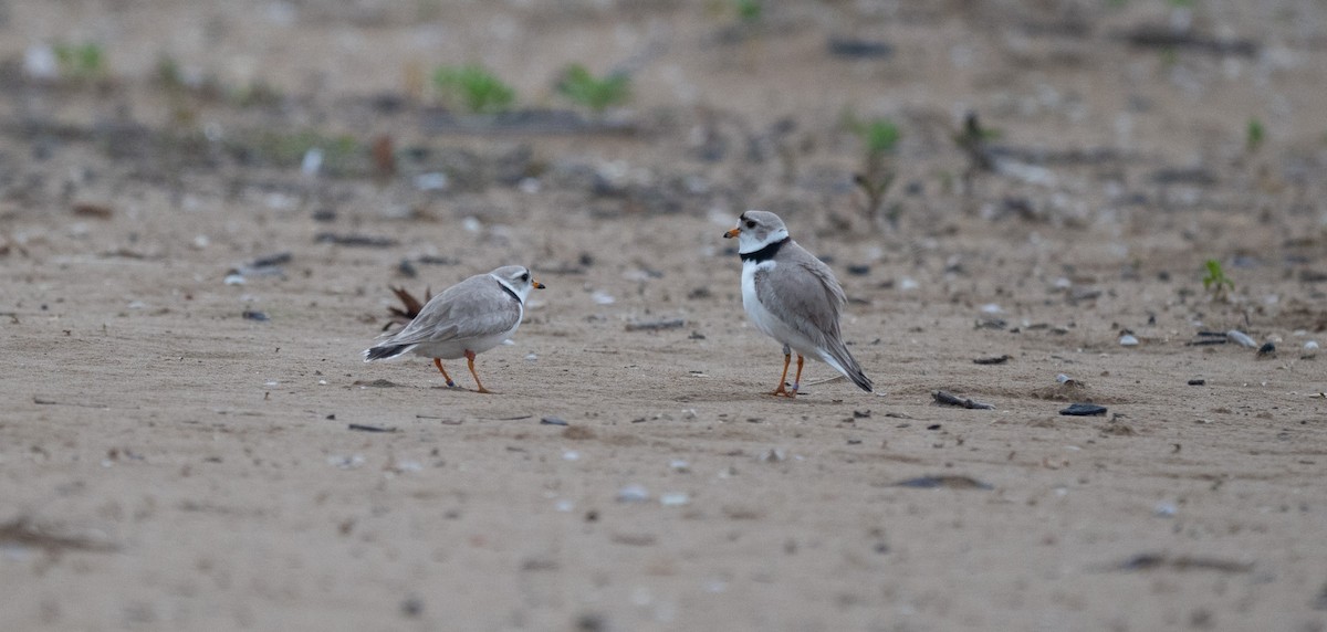 Piping Plover - ML619965182