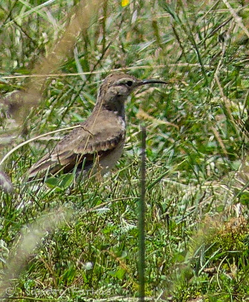 Slender-billed Miner - ML619965184