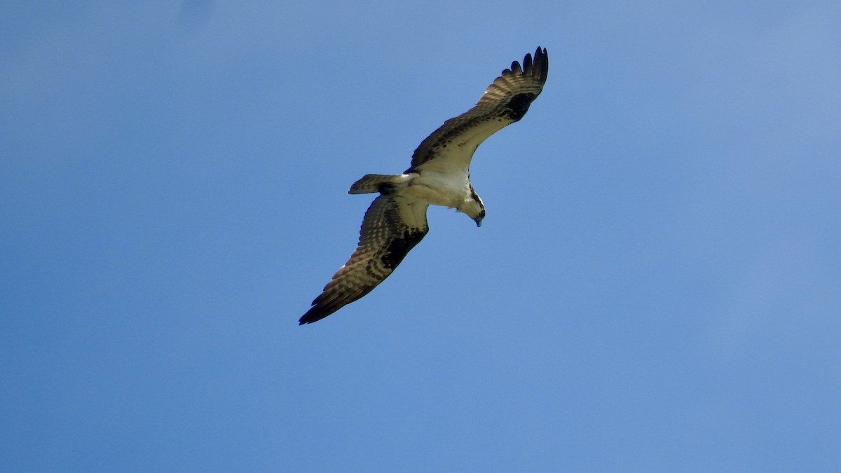 Águila Pescadora - ML619965194
