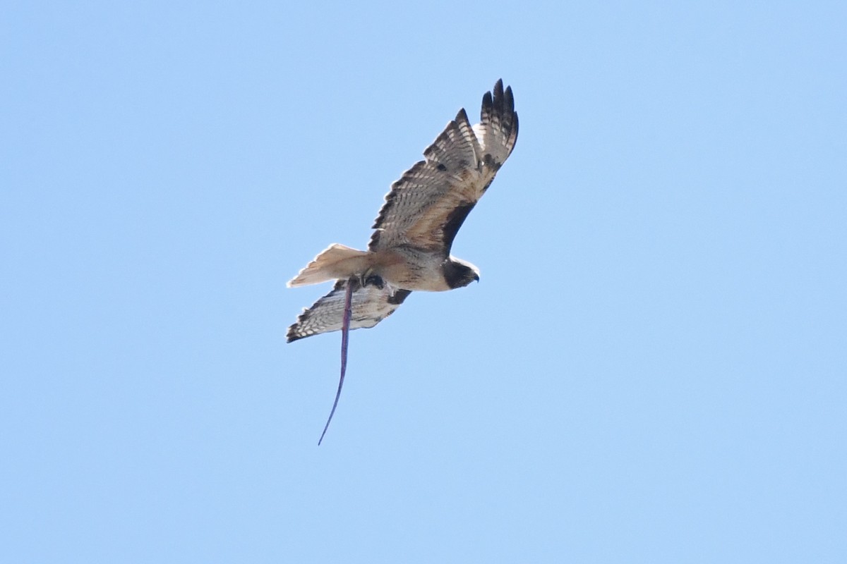 Red-tailed Hawk - ML619965212
