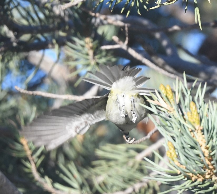 Cassin's/Plumbeous Vireo - ML619965215