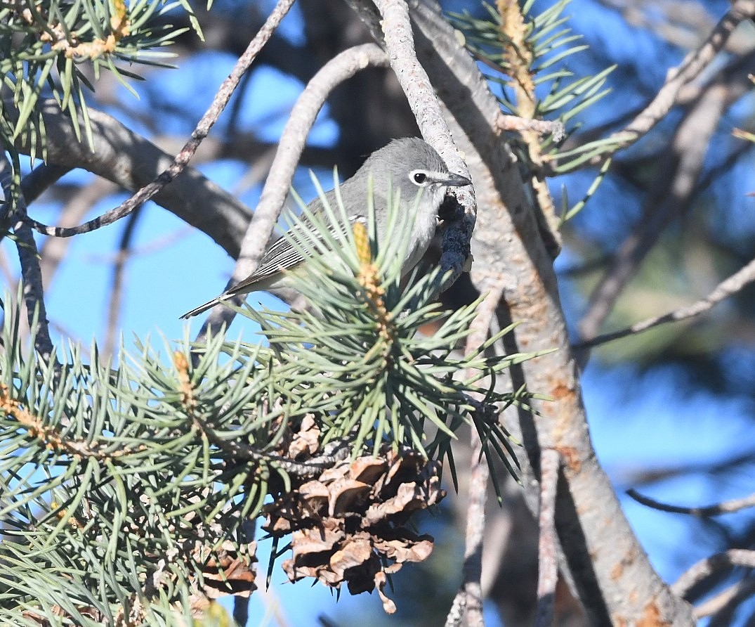 Cassin's/Plumbeous Vireo - ML619965224